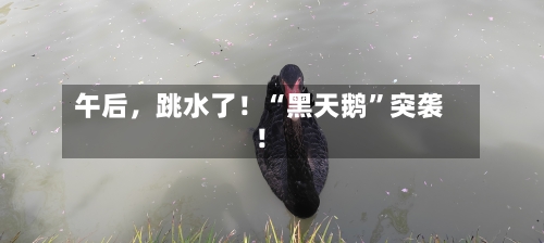 午后，跳水了！“黑天鹅	”突袭！-第1张图片
