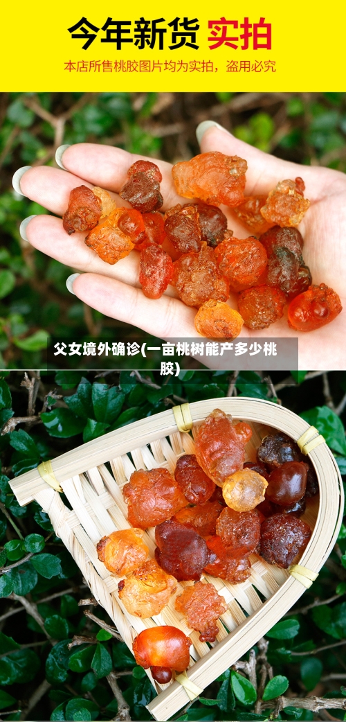 父女境外确诊(一亩桃树能产多少桃胶)-第2张图片