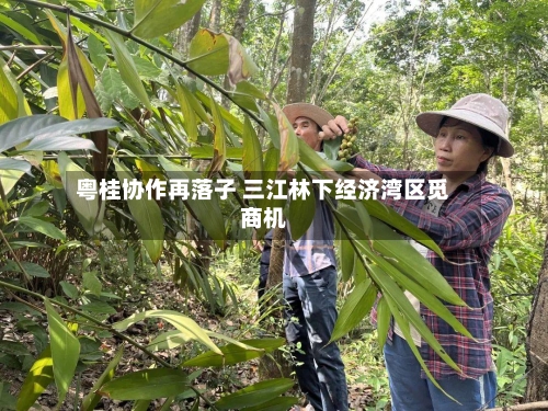 粤桂协作再落子 三江林下经济湾区觅商机-第2张图片