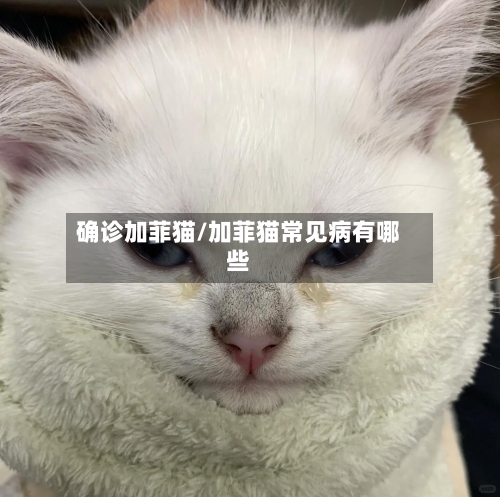 确诊加菲猫/加菲猫常见病有哪些-第2张图片