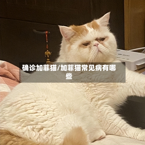 确诊加菲猫/加菲猫常见病有哪些