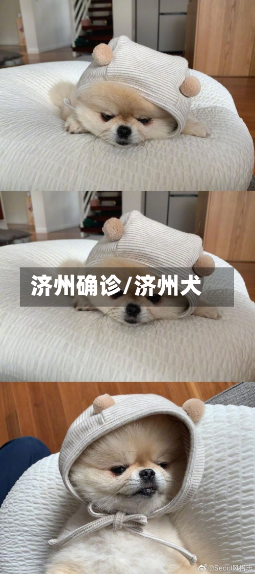 济州确诊/济州犬-第2张图片
