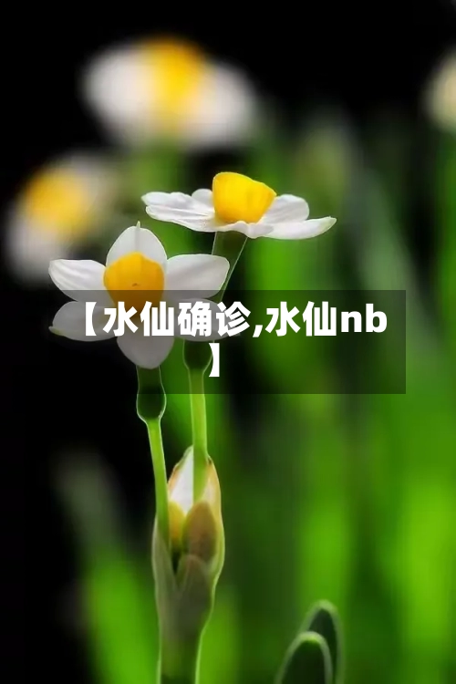 【水仙确诊,水仙nb】-第3张图片