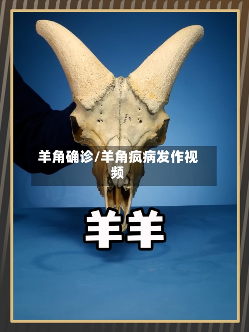 羊角确诊/羊角疯病发作视频