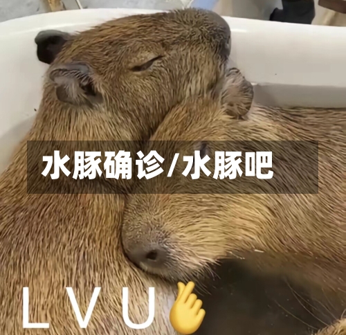 水豚确诊/水豚吧