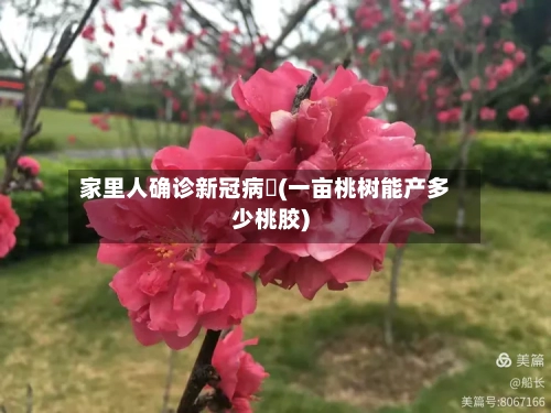 家里人确诊新冠病毐(一亩桃树能产多少桃胶)-第2张图片