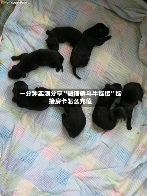 一分钟实测分享“微信群斗牛链接”链接房卡怎么充值-第3张图片