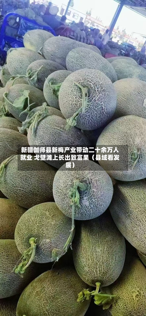 新疆伽师县新梅产业带动二十余万人就业 戈壁滩上长出致富果(县域看发展)-第2张图片