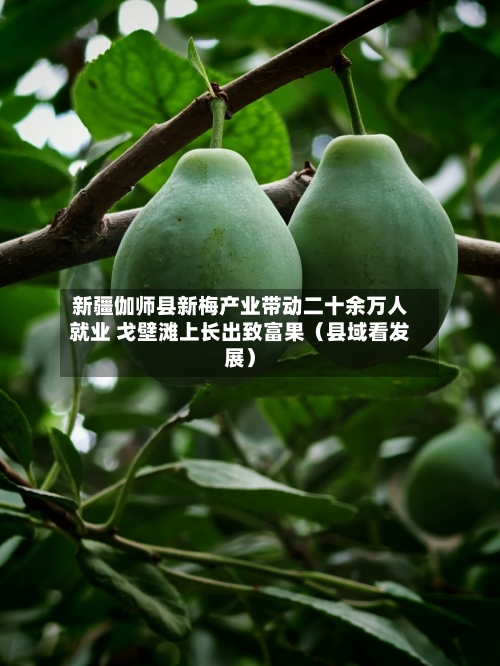 新疆伽师县新梅产业带动二十余万人就业 戈壁滩上长出致富果(县域看发展)-第3张图片