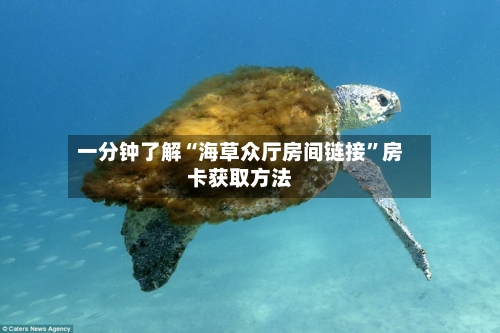 一分钟了解“海草众厅房间链接”房卡获取方法-第2张图片