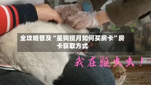 全攻略普及“星狗揽月如何买房卡”房卡获取方式-第3张图片