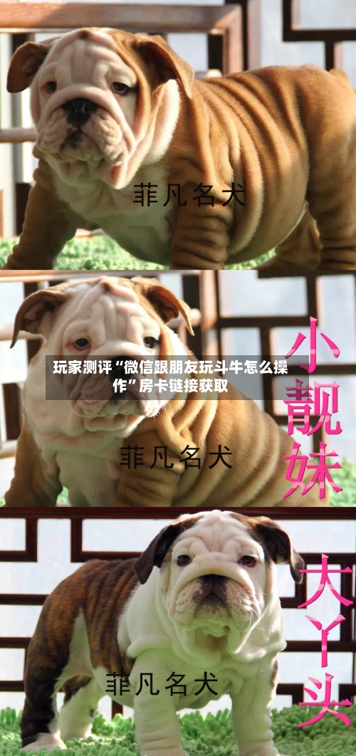 玩家测评“微信跟朋友玩斗牛怎么操作”房卡链接获取-第2张图片