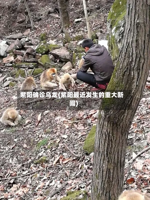 紫阳确诊乌龙(紫阳最近发生的重大新闻)