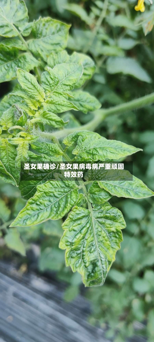 圣女果确诊/圣女果病毒病严重顽固特效药