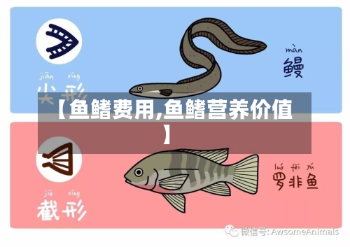 【鱼鳍费用,鱼鳍营养价值】-第2张图片