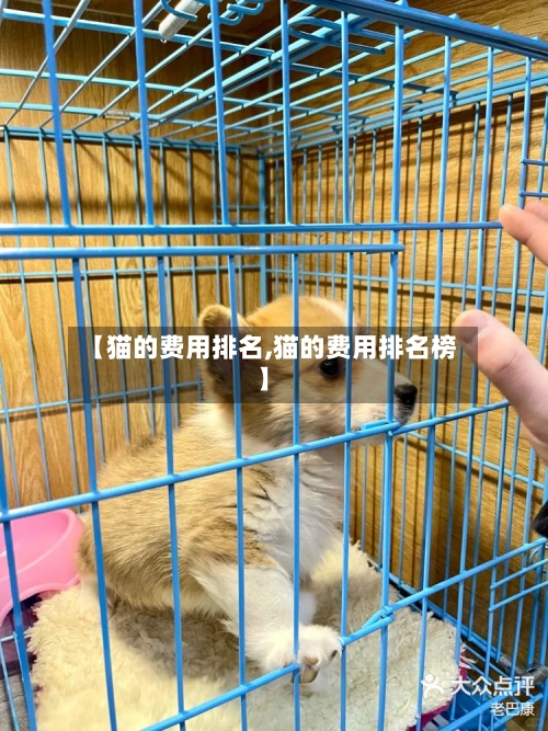【猫的费用排名,猫的费用排名榜】-第3张图片