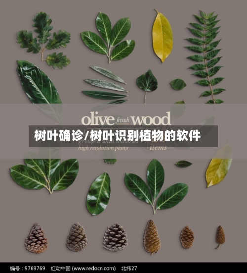 树叶确诊/树叶识别植物的软件-第3张图片
