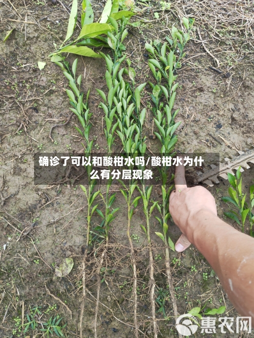 确诊了可以和酸柑水吗/酸柑水为什么有分层现象