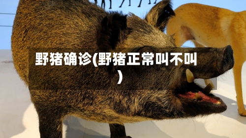 野猪确诊(野猪正常叫不叫)-第3张图片