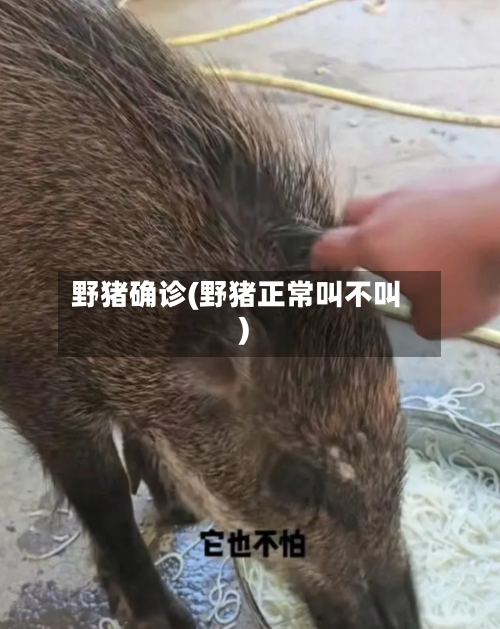 野猪确诊(野猪正常叫不叫)-第2张图片