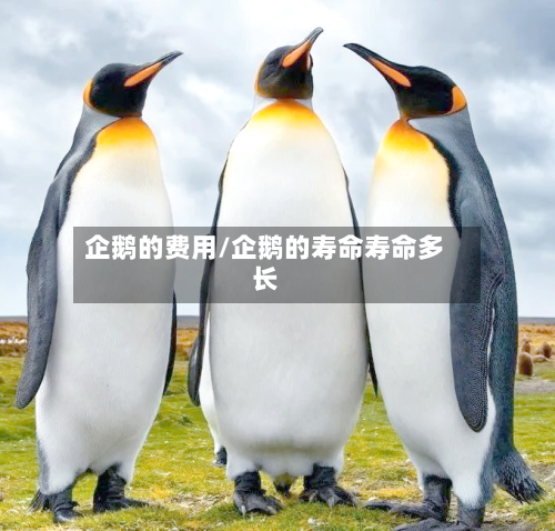 企鹅的费用/企鹅的寿命寿命多长-第2张图片