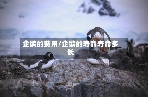 企鹅的费用/企鹅的寿命寿命多长-第3张图片