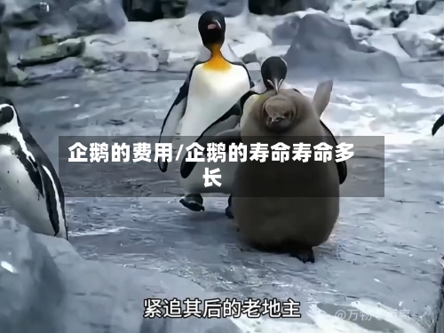 企鹅的费用/企鹅的寿命寿命多长