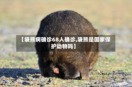 【袋熊病确诊68人确诊,袋熊是国家保护动物吗】