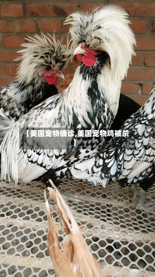 【美国宠物确诊,美国宠物鸡被杀】-第2张图片