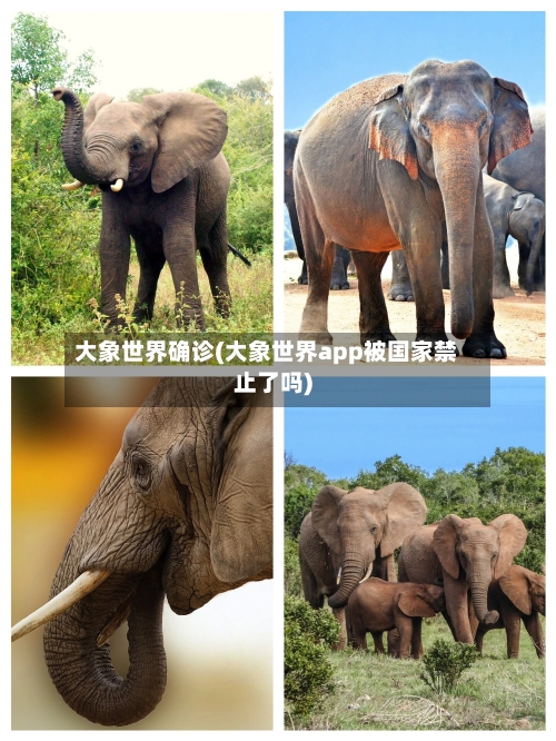 大象世界确诊(大象世界app被国家禁止了吗)-第2张图片