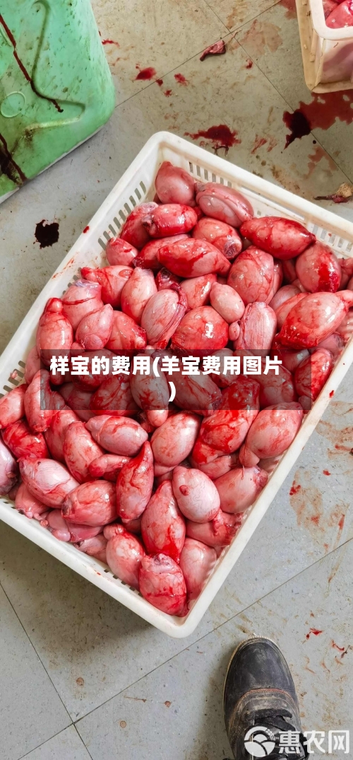 样宝的费用(羊宝费用图片)-第2张图片
