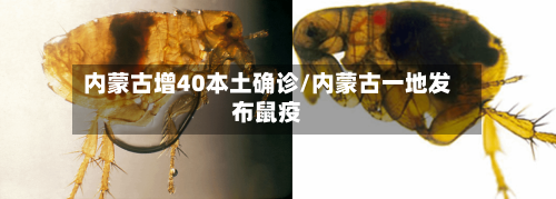内蒙古增40本土确诊/内蒙古一地发布鼠疫