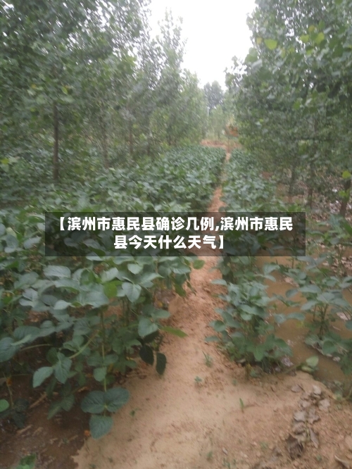 【滨州市惠民县确诊几例,滨州市惠民县今天什么天气】-第2张图片