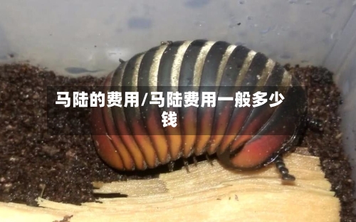 马陆的费用/马陆费用一般多少钱-第2张图片