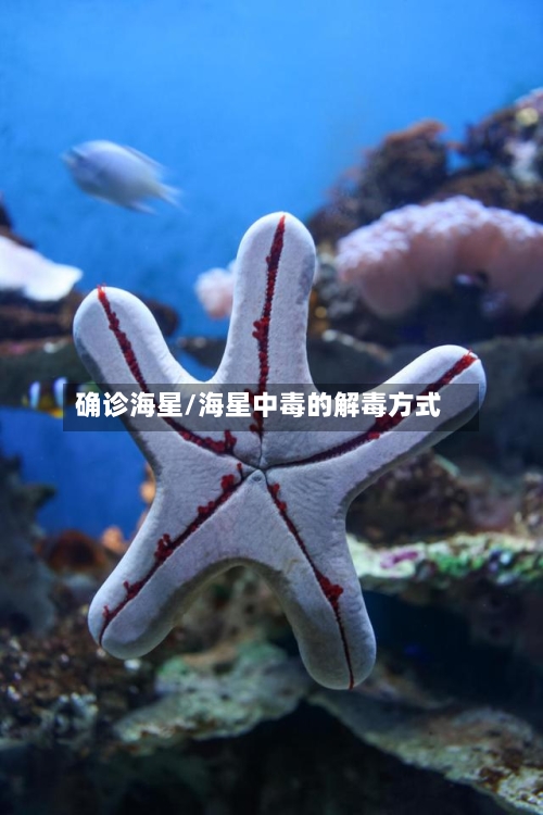 确诊海星/海星中毒的解毒方式
